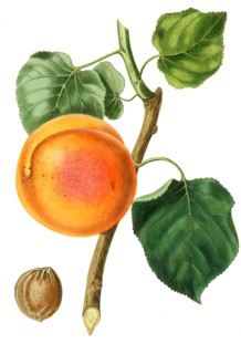 Apricot Turkey