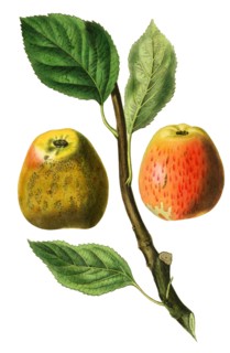 Hubbard's Pearmain apple