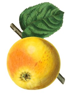 apple Blenheim pippin