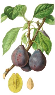 Ickworth Imperatrice plum