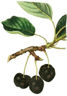 Cherry Black Tartarian