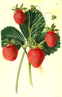 Strawberry red Carolina