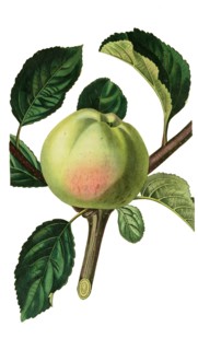 the White Astracan Apple