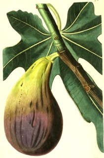 Ficus carica Brunswick is an attractive