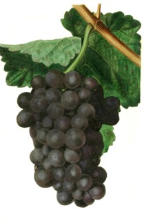 the Millers Burgundy grape