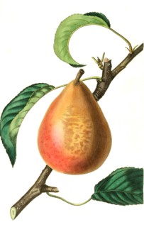 Beurré Capiaumont pear