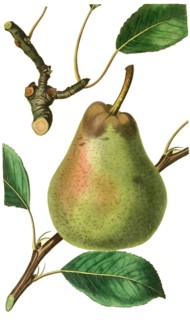 Passe Colmar and Andrew's Pear