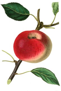 the courtpendu apple