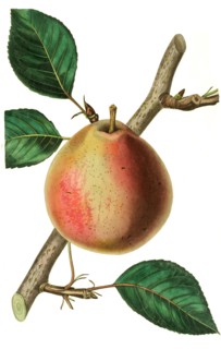 the princess of orange pear
