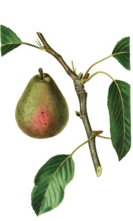 Seckel pear or sugar pear is a small