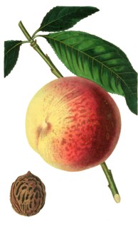 the Royal peach