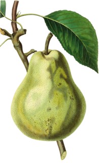 Duchesse d'Angouleme pear is an heirloom variety of Pyrus communis