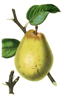 the Beurre d'Aremberg Pear
