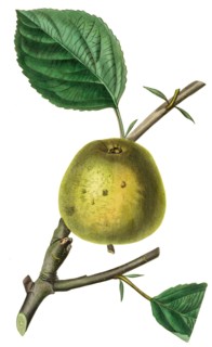 the Forman's crew apple