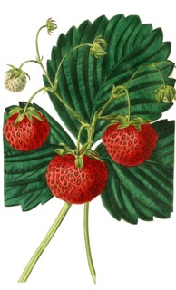 the Keen's seedling strawberry