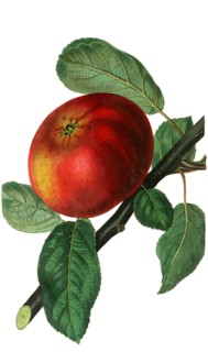 the Devonshire Quarenden Apple