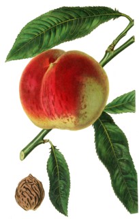 the Noblesse Peach