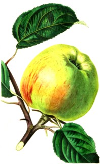 the Gravenstein apple