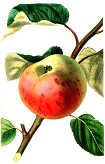 the irish peach apple