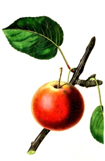 the summer rose pear
