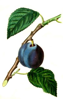 the morocco plum