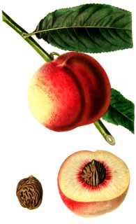 the George the fourth peach