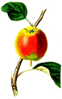 the kerry pippin apple