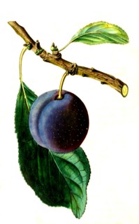 Kirke's plum