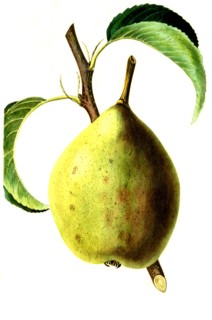 the brown Beurre pear