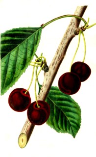 the Waterloo cherry
