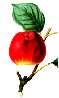 the red astrachan apple