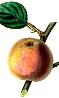 the royal russet apple