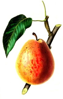 the Flemish Beauty Pear