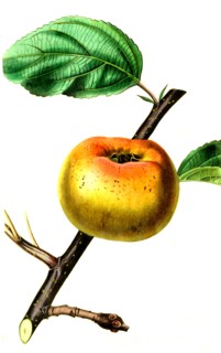 the Sam Young Apple