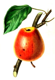 Adams's Pearmain Pear
