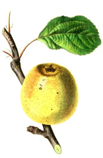 Franklin's Golden Pippin Apple