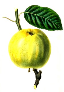 The Saint Julian Apple