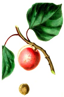 Breda Apricot