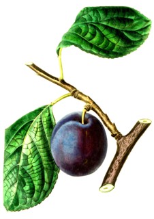 The Nectarine Plum