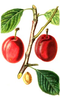 The Isabella Plum