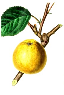 the Gray French Reinette