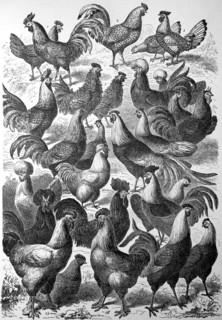 different breeds of chickens in an illustration from 1880