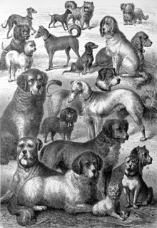 different breeds of dogs in an illustration from 1880