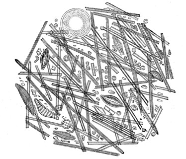 Siliceous diatoms or diatoms