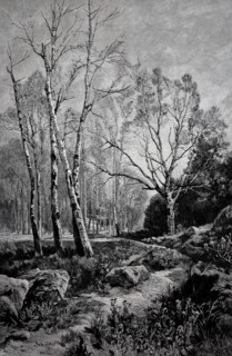 Birch forest
