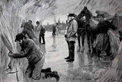 Farmers harvesting reeds on the frozen Havel River