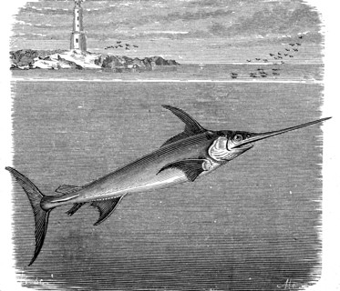 Swordfish