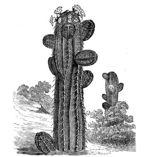 Euphorbia officinarum
