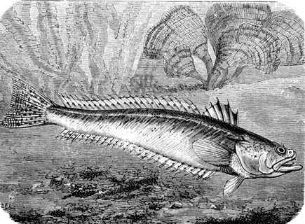 greater weever