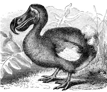 The dodo